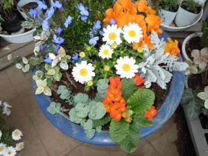 暖かくなりました。｜「フローリスト金丸」　（茨城県つくば市の花キューピット加盟店 花屋）のブログ