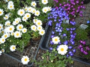 dscn05422