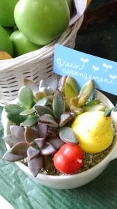 多肉植物｜「フローリスト金丸」　（茨城県つくば市の花キューピット加盟店 花屋）のブログ