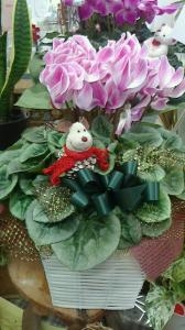 シクラメン｜「フローリスト金丸」　（茨城県つくば市の花キューピット加盟店 花屋）のブログ