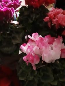 12月　お歳暮　クリスマス｜「フローリスト金丸」　（茨城県つくば市の花キューピット加盟店 花屋）のブログ